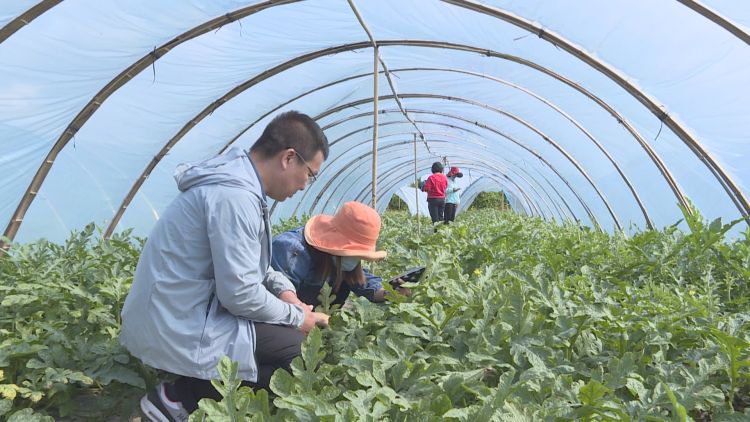 琼海实施瓜菜新品种新技术示范项目 促进产业绿色高效转型