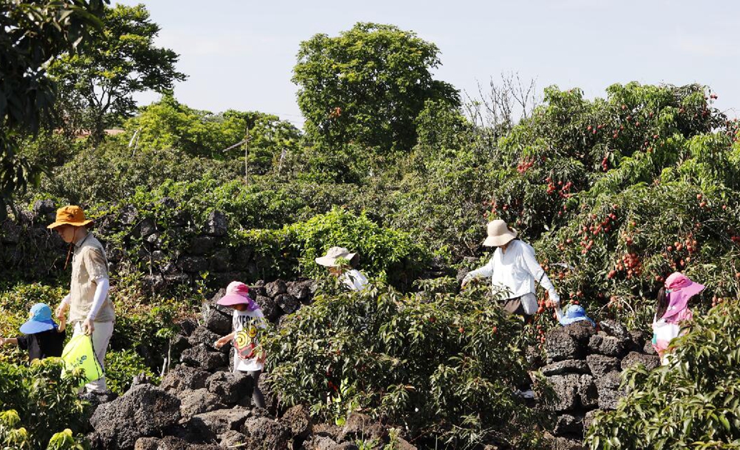 撒欢模式开启海口荔枝季采摘游火爆带动周边乡村旅游