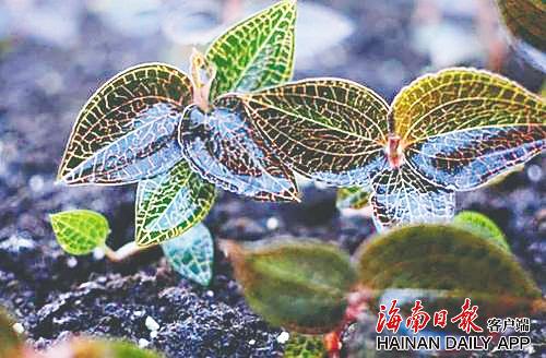 海南血叶兰。 资料图.jpg