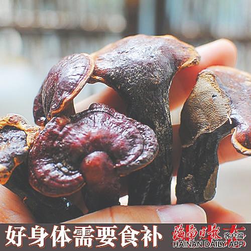 五指山灵芝。 资料图.jpg