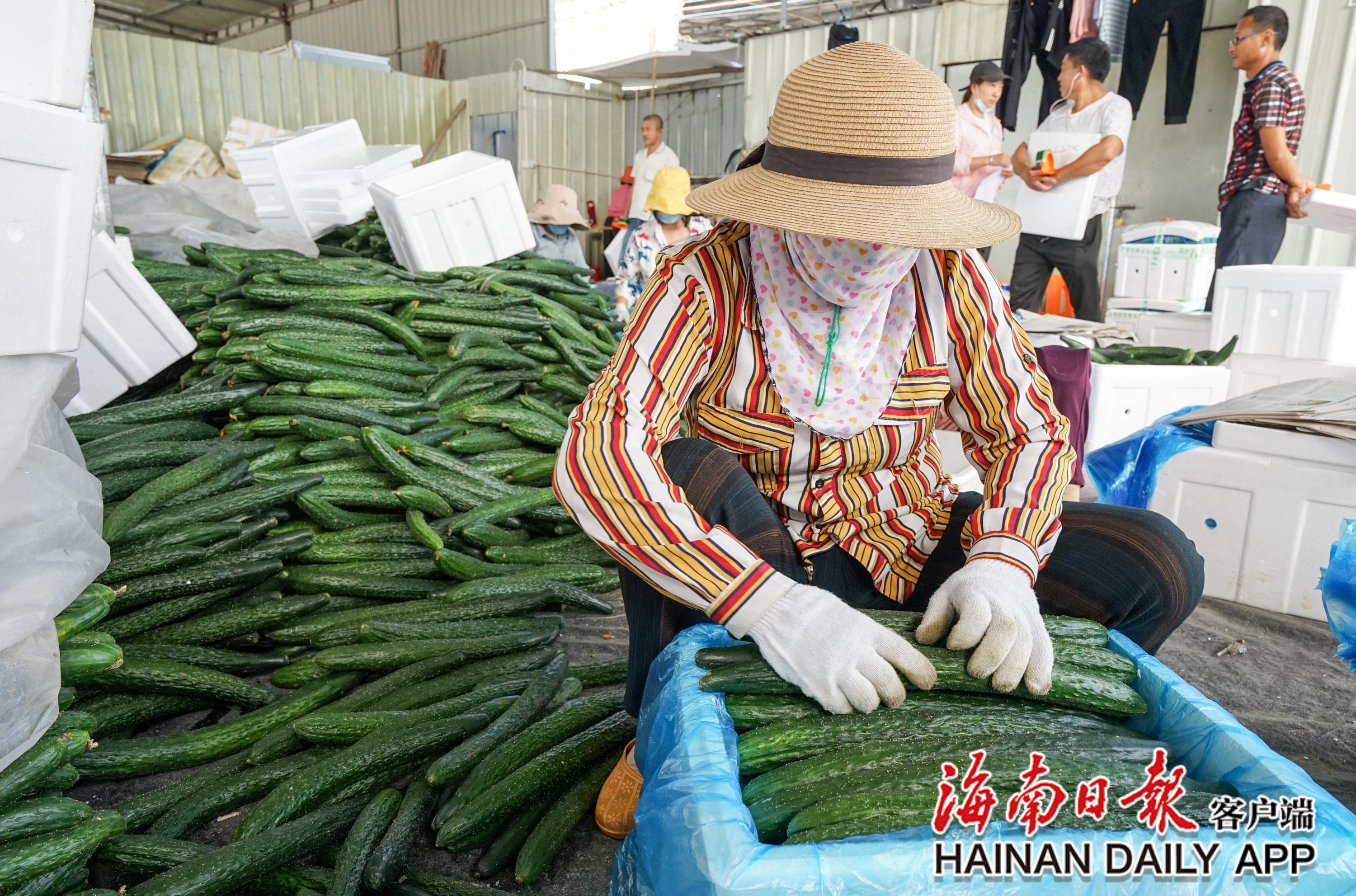 三亚冬季瓜菜上市 日交易量逾千吨
