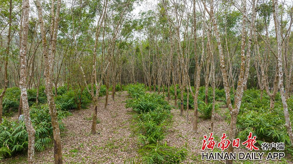 组图+视频|屯昌:发展林下经济 助力乡村振兴