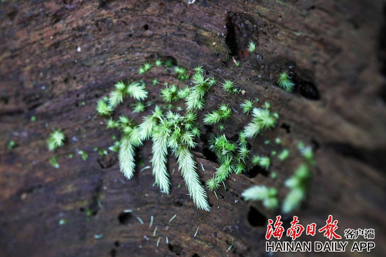 组图｜海南热带雨林国家公园：看微距镜头里的植物世界