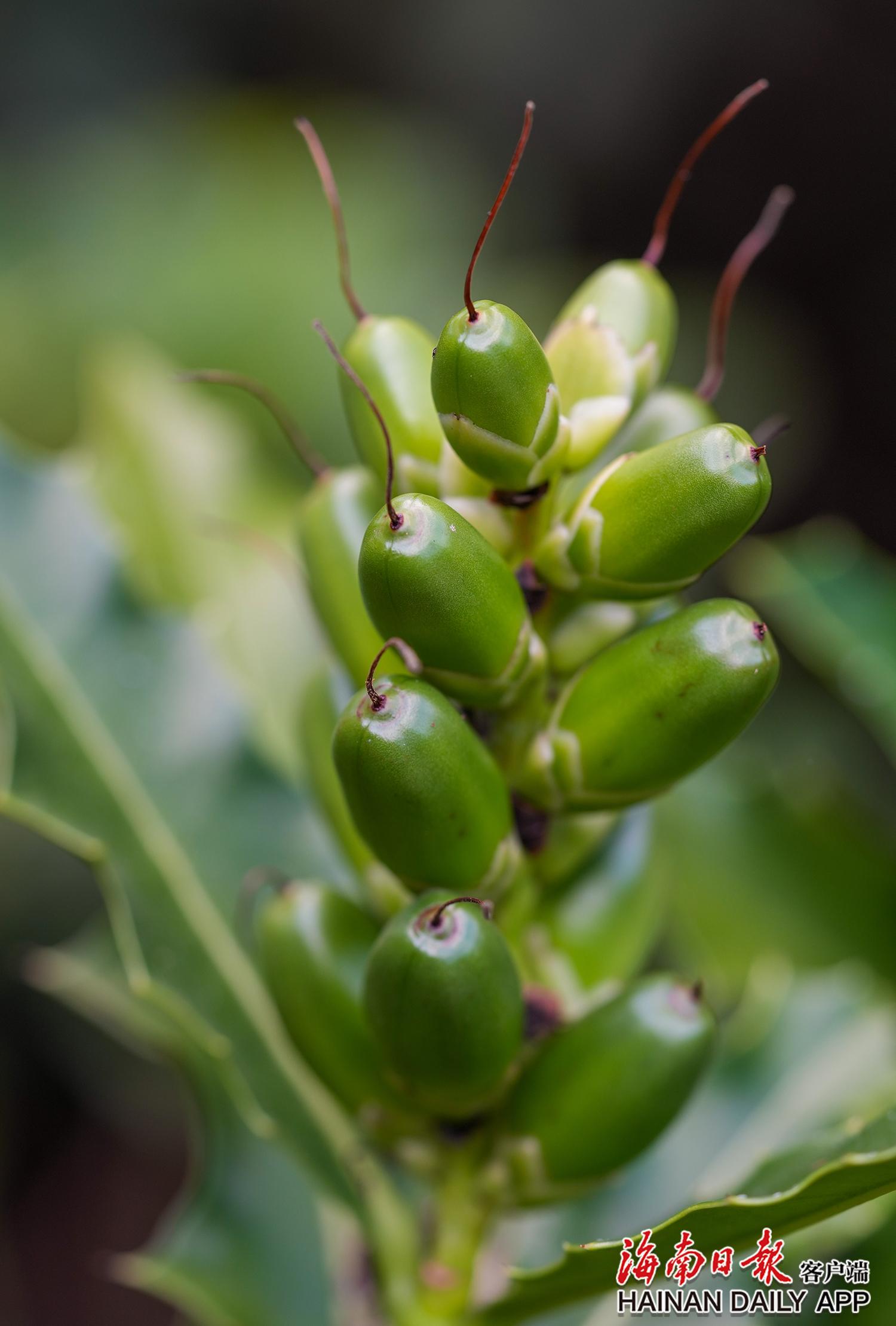 5月27日,海南东寨港国家级自然保护区的老鼠簕花朵.