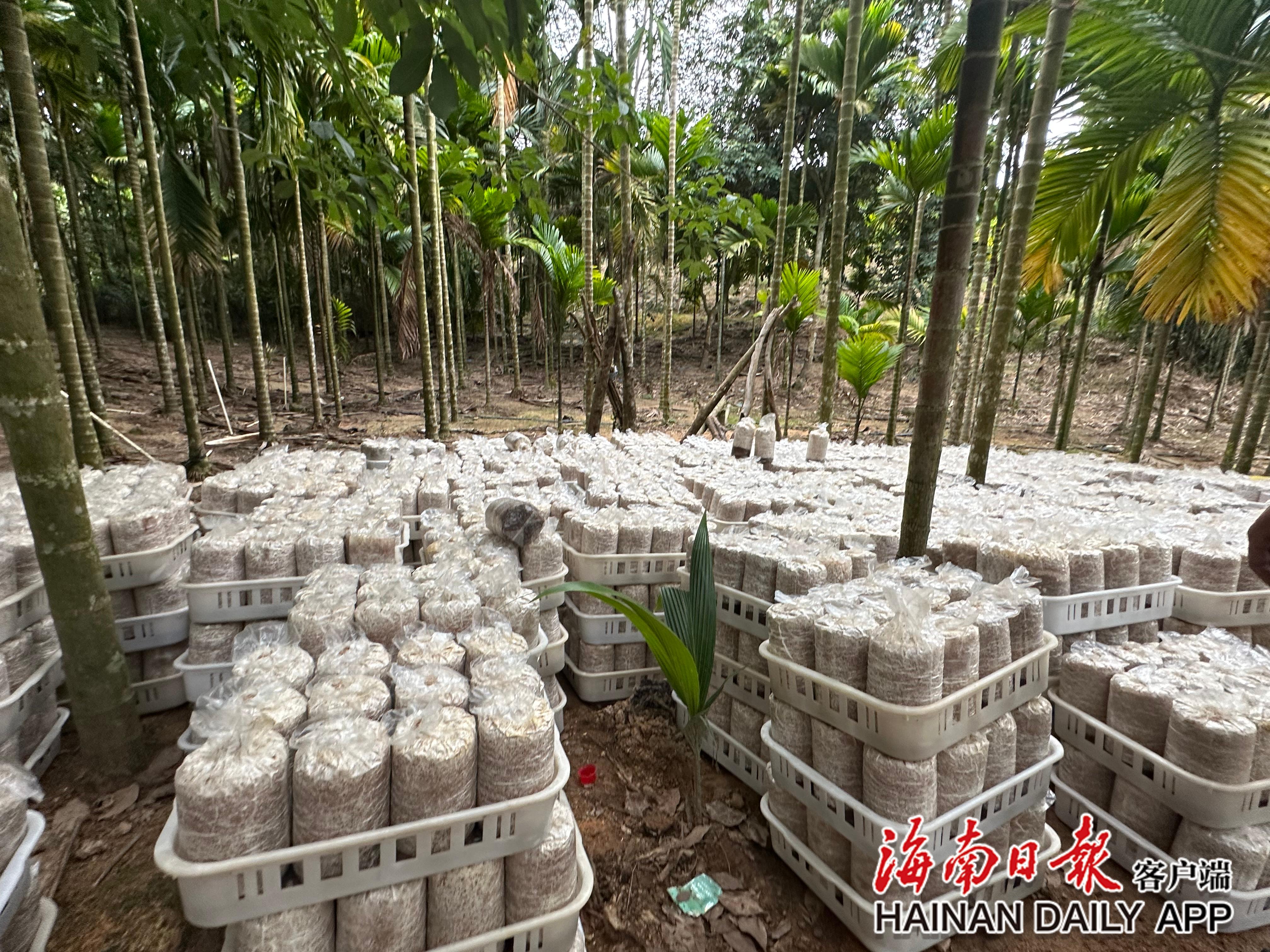 陵水群英乡发展“橡胶林+益智+食药用菌”林下立体农业 拓宽生态致富新路径