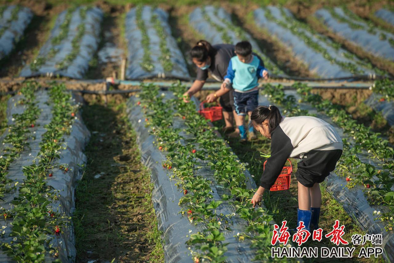 1月6日,瓊海市市民在嘉積鎮龍壽洋田野公園採摘草莓.