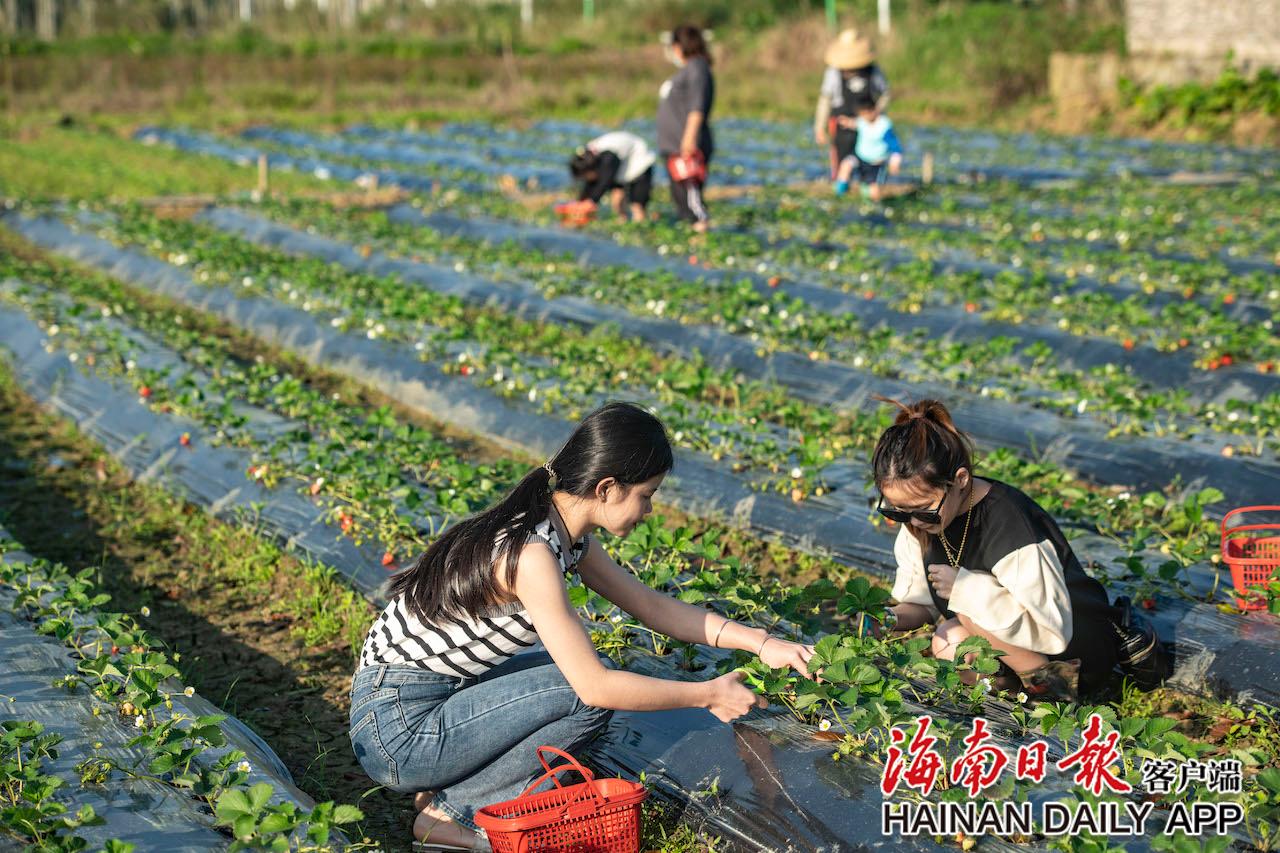 1月6日,瓊海市市民在嘉積鎮龍壽洋田野公園採摘草莓.