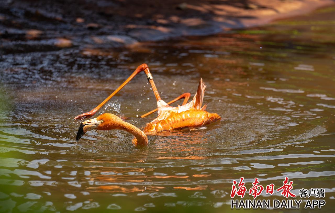 澄迈富力红树湾湿地公园火烈鸟迎来繁殖期