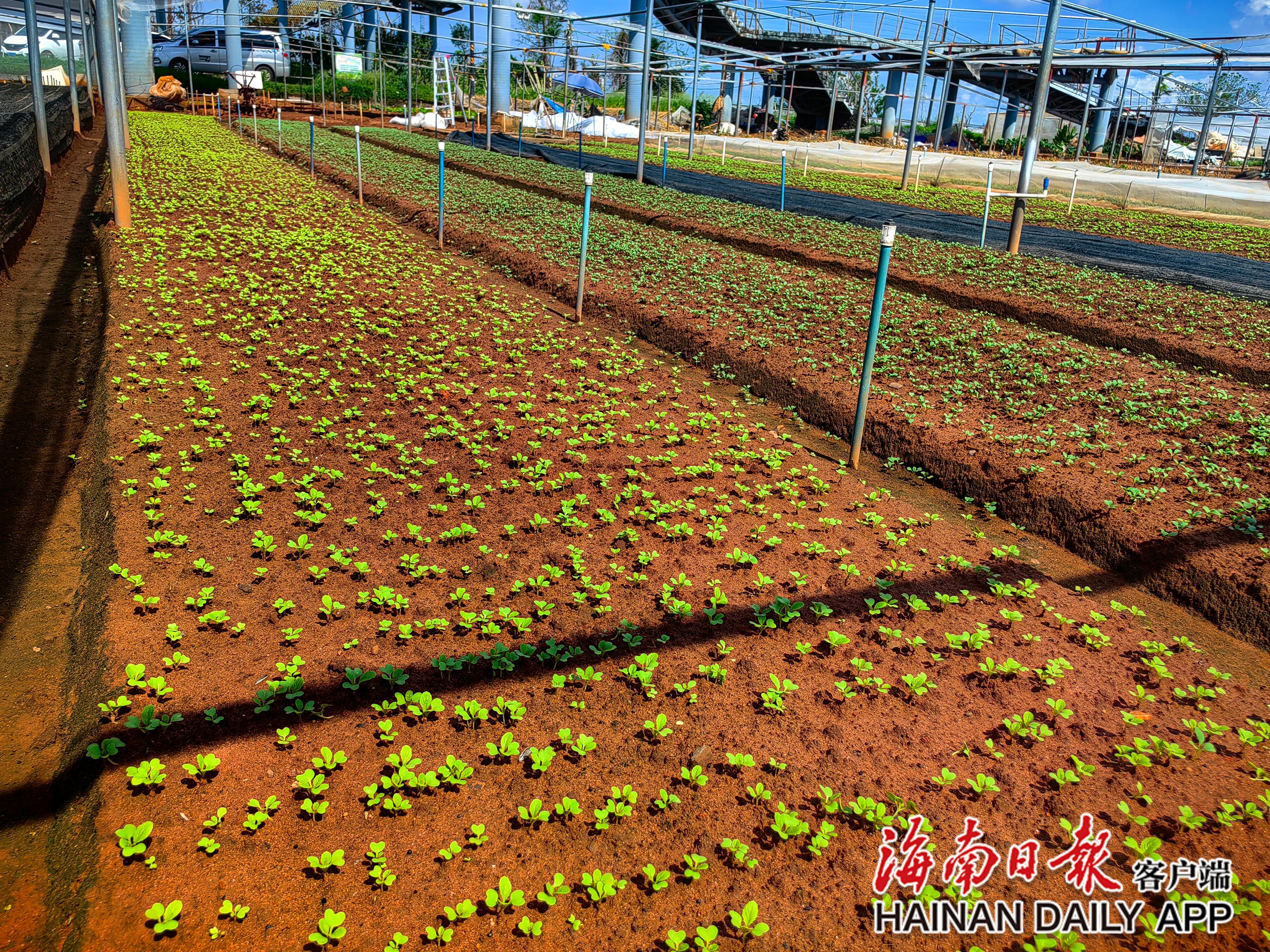 产业技术体系专家指导海南灾后蔬菜恢复生产 种植户积极开展抢耕抢种