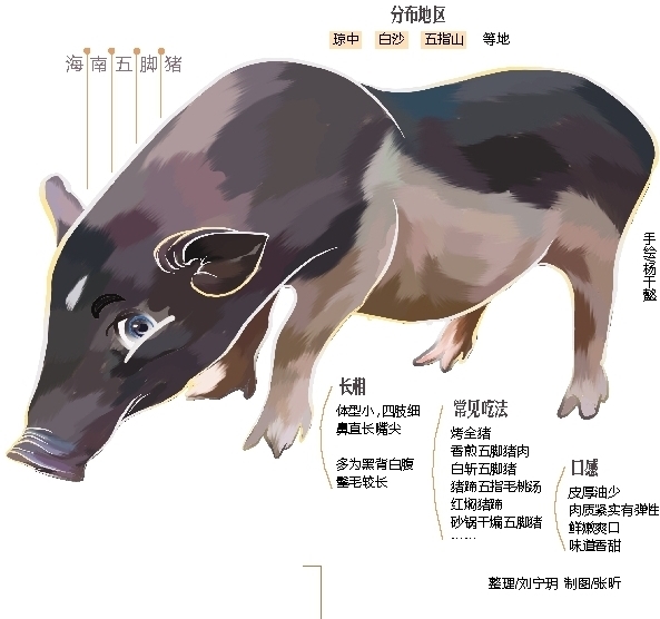 海南鲜品丨海南这种长着“五只脚”的猪,真香!