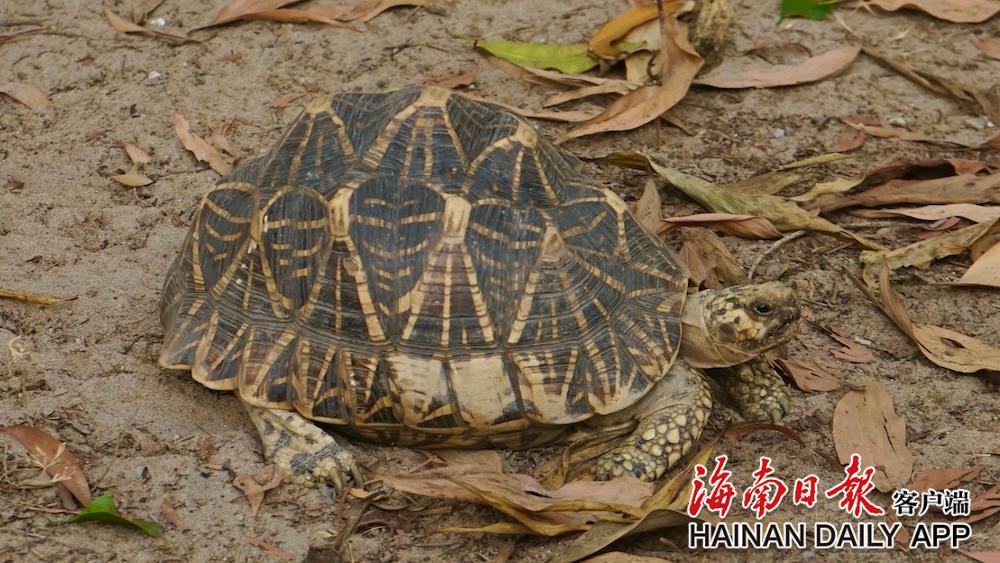 “神奇动物”在哪里?来陵水五星村开启陆龟科普奇旅